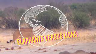 Elephants versus LIONS