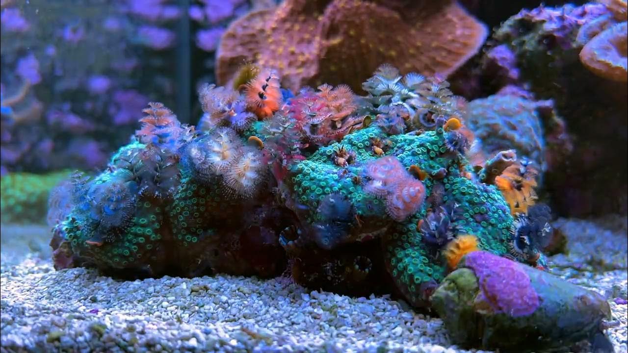 Christmas tree worm rock timelapse YouTube