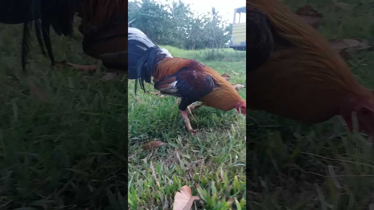 Get Golden Boy Sweater Of Jvt Gf Fb Joe Ann Talves By Annjoe Villanueva Free Get Wallpaper Golden Boy Sweater Of Jvt Gf Fb Joe Ann Talves By Annjoe Villanueva For Android Free