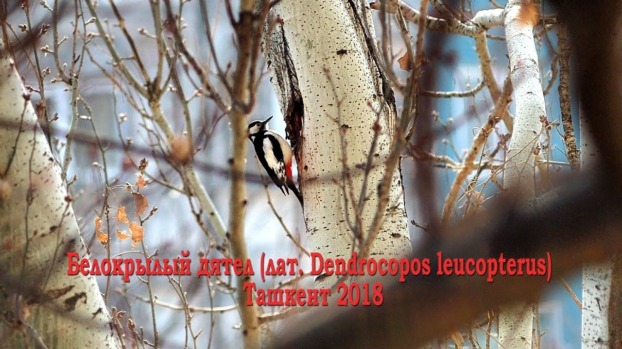 Белокры́лый дя́тел (лат. Dendrocopos leucopterus)