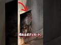 パンチのボディガード、五ちゃんの過去