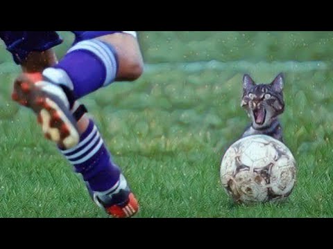 Most Unexpected and Funny Animal Interference Moments in Sports | Part 1