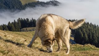 Alaskan Malamutes & Cats: Can They Coexist?  Tips for FelineFriendly Households!