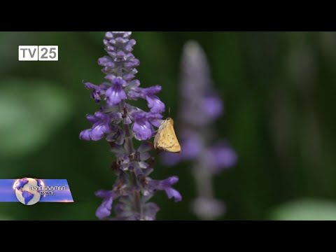 ყველაზე ნელი რობოტი - ატლანტის ბოტანიკურ ბაღში