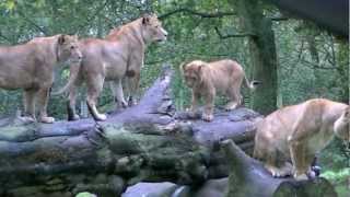 Lions Wild Dangerous Free by Yvonne G Witter 622 views 11 years ago 1 minute, 20 seconds