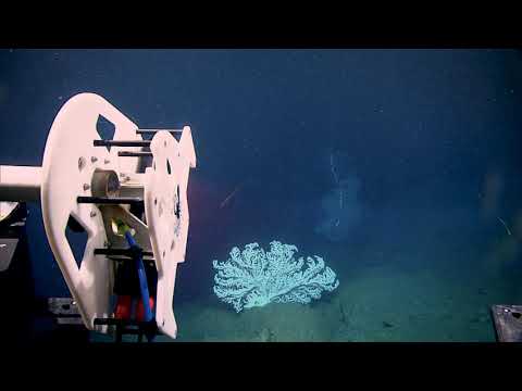 NOAA 2019 Technology Demonstration with Kraken SeaVision