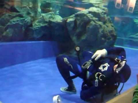水族館 水槽の掃除 Youtube 水族館 水槽の掃除 Youtube