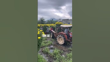 Hoa Cúc Giống Khánh Hòa A NHÀN Đại Đóa Pha Lê Trồng Chậu 1M2 1M 85 60 40 Giống Mầm & Rễ Xuất Bắc Nam