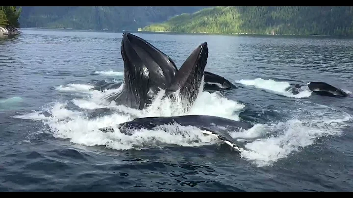 Great Bear Rainforest Safari