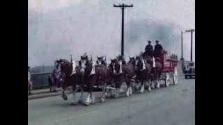 Anheuser-Busch Budweiser Clydesdales in Harrisburg, PA 1950&#39;s