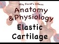 Elastic Cartilage and Its Functions