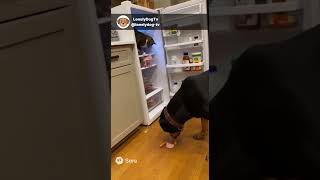 Fridge Raid Gone Wrong