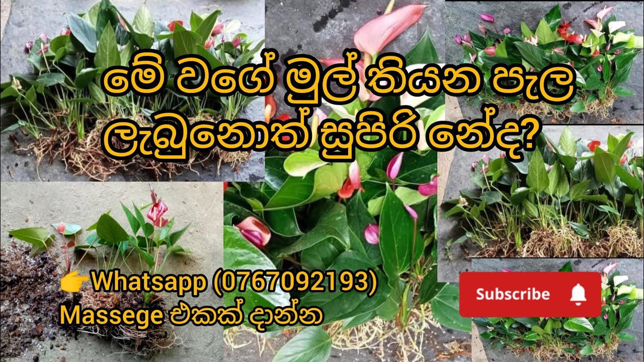 මේ වගේ සුපිරි පැල ලැබුනොත් හොදයි නේද? Anthuriyam Plant😱#srilanka #plants #anthuriumplant