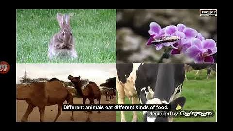 FEEDING HABITS OF ANIMALS. CLASS - 3, CH- 6 ( PART- 2) By Anupam Mishra