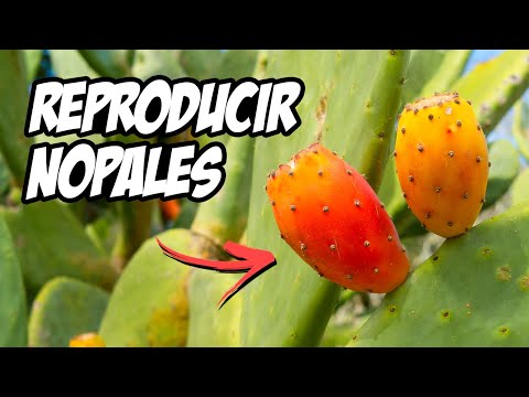 Como Reproducir NOPAL o Chumbera 🌵 (Muy Fácil) | Huerto Ecológico