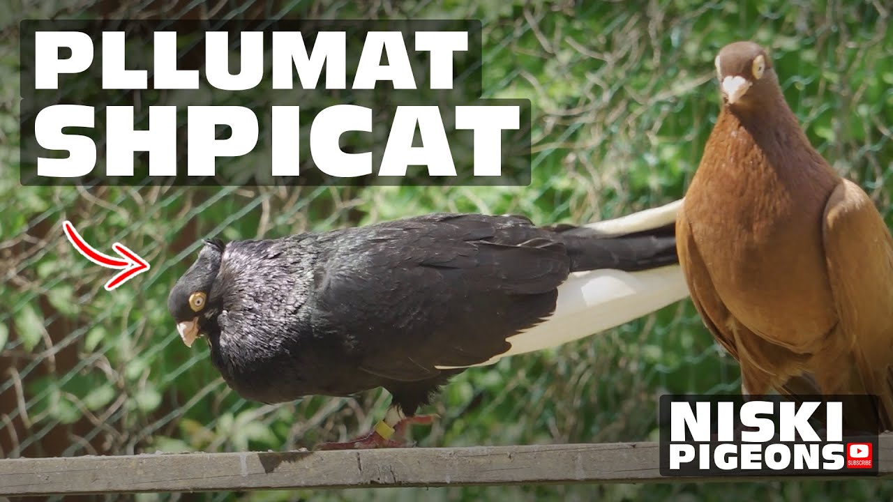 Pllumat Shpicat 2025