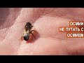 Что за зверь Осмия руфа (Osmia rufa)? Опыление садов и ягодников. Разведение Осмий. Глазчатые пятна