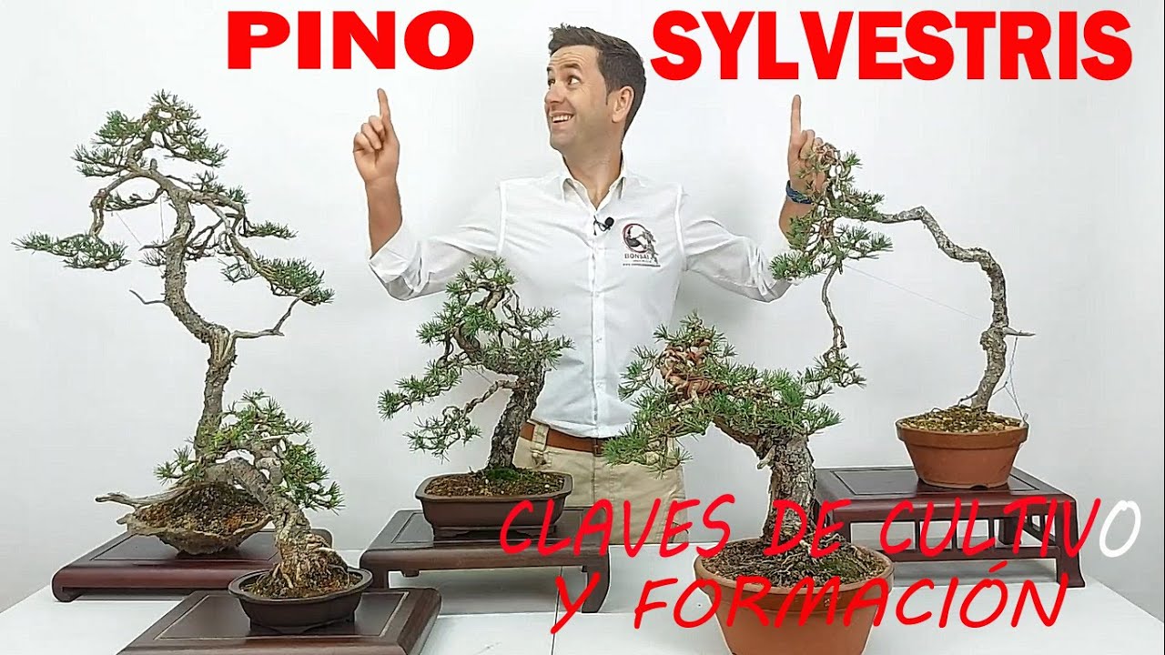 🔴PINO SYLVESTRISen BONSÁI, CLAVES🔑🔑 DE CULTIVO Y FORMACIÓN🌱✂️🚿