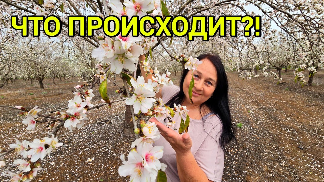 НЕ ВЕРЮ СВОИМ ГЛАЗАМ! 🌸 Миндаль зацвел в феврале? Плутали по заброшкам ради этого