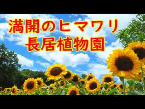 満開のひまわりウィーク21大阪 長居植物園 Youtube