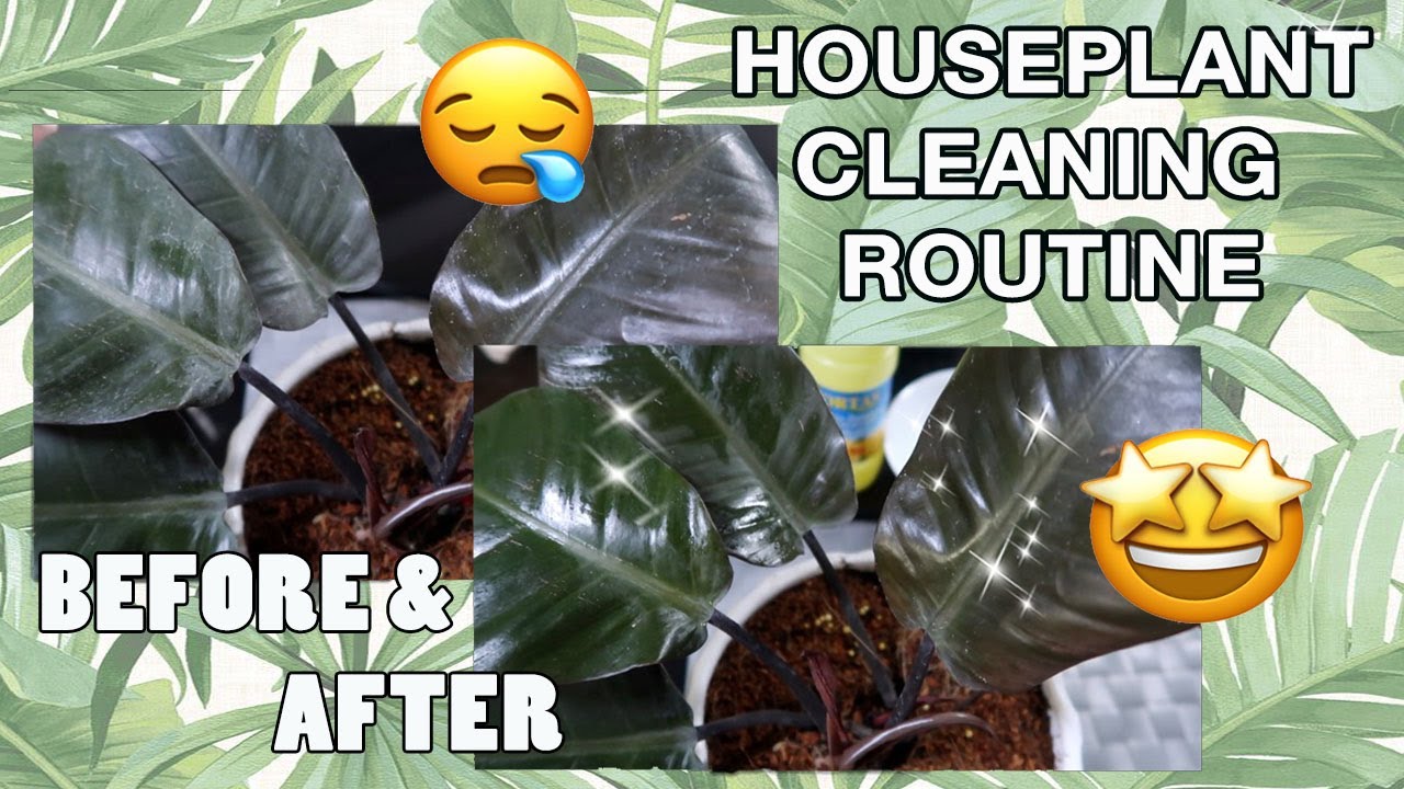 How and why you should clean the leaves of house plants (removing watermarks on leaves)