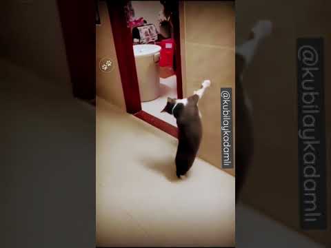 Kediciliğim tuttu yine #cat #komedi #dance #adrenalin #eğlence #trending #wow #share #shorts #abone