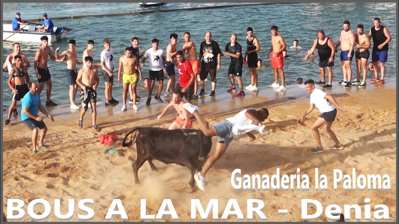 BOUS A LA MAR - DENIA 08.07.2023 Ganaderia La Paloma