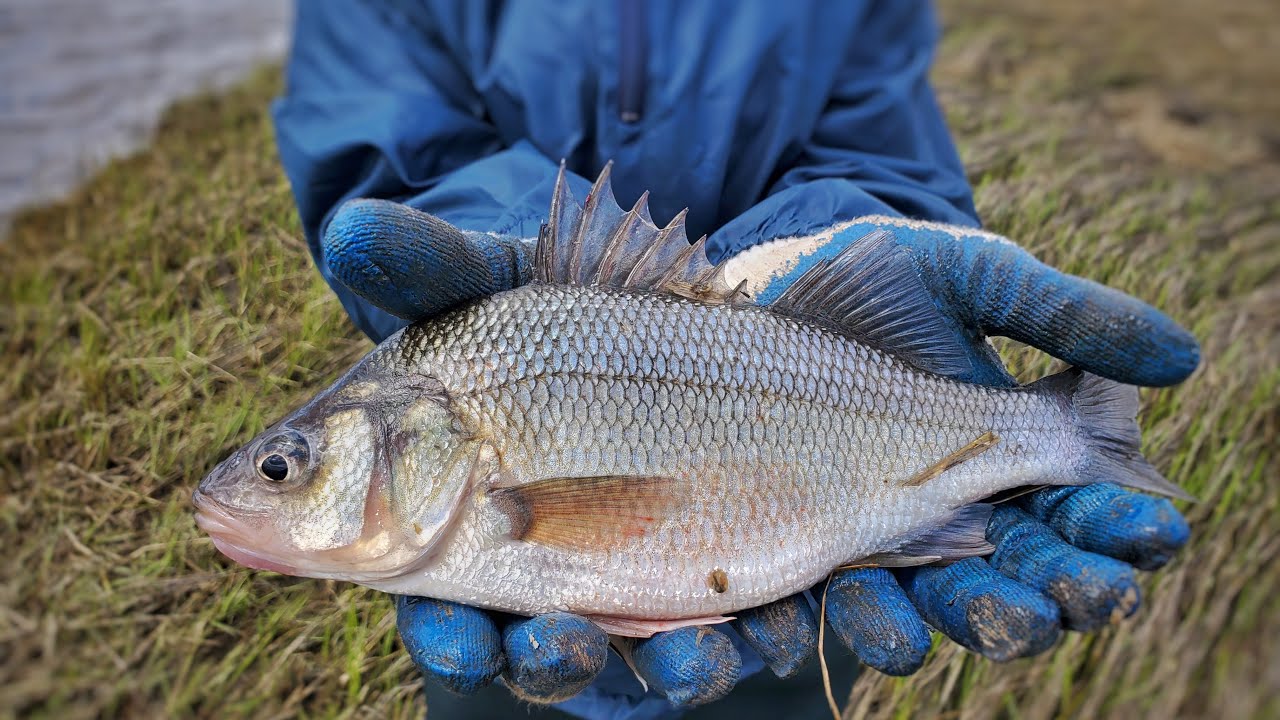 Fishing a Saltwater CREEK for SPRING White PERCH (mega perch) 