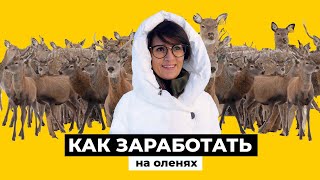 видео: Из энергетика в оленевода. Как получить миллионы на оленьих рогах? картинка: Из энергетика в оленевода. Как получить миллионы на оленьих рогах?