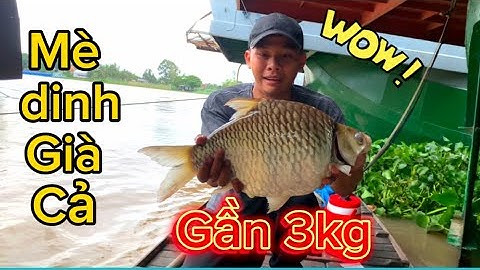 Điểm câu Huyền thoại - từ nhỏ tới lớn mới thấy được con cá mè dinh khủng khiếp thật    go fishing