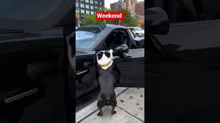 can't wait until the weekend #weekend #bostonterrier