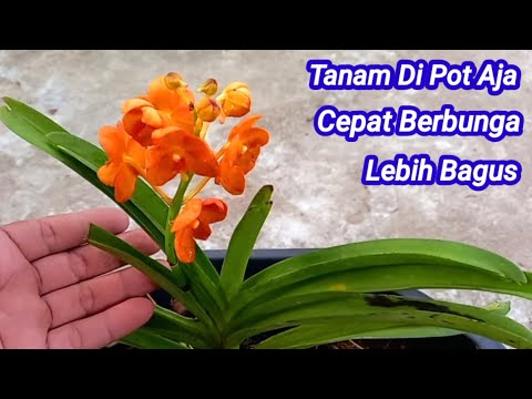 Cara Merawat Anggrek Agar Cepat Berbunga