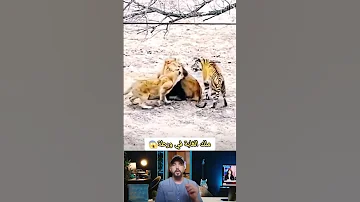 ملك الغابة في موقف لا يحسد علية شاهد حدث اكسبلور معلومات Duet Afunny حيوانات Greenscreen 