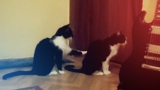 Кошка просит прощения / Ржу не могу / Cat tries to apologize Кошка просит прощения / Ржу не могу / Cat tries to apologize
