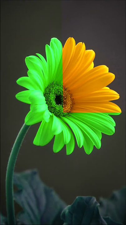 sunflower#shorts #short #viral