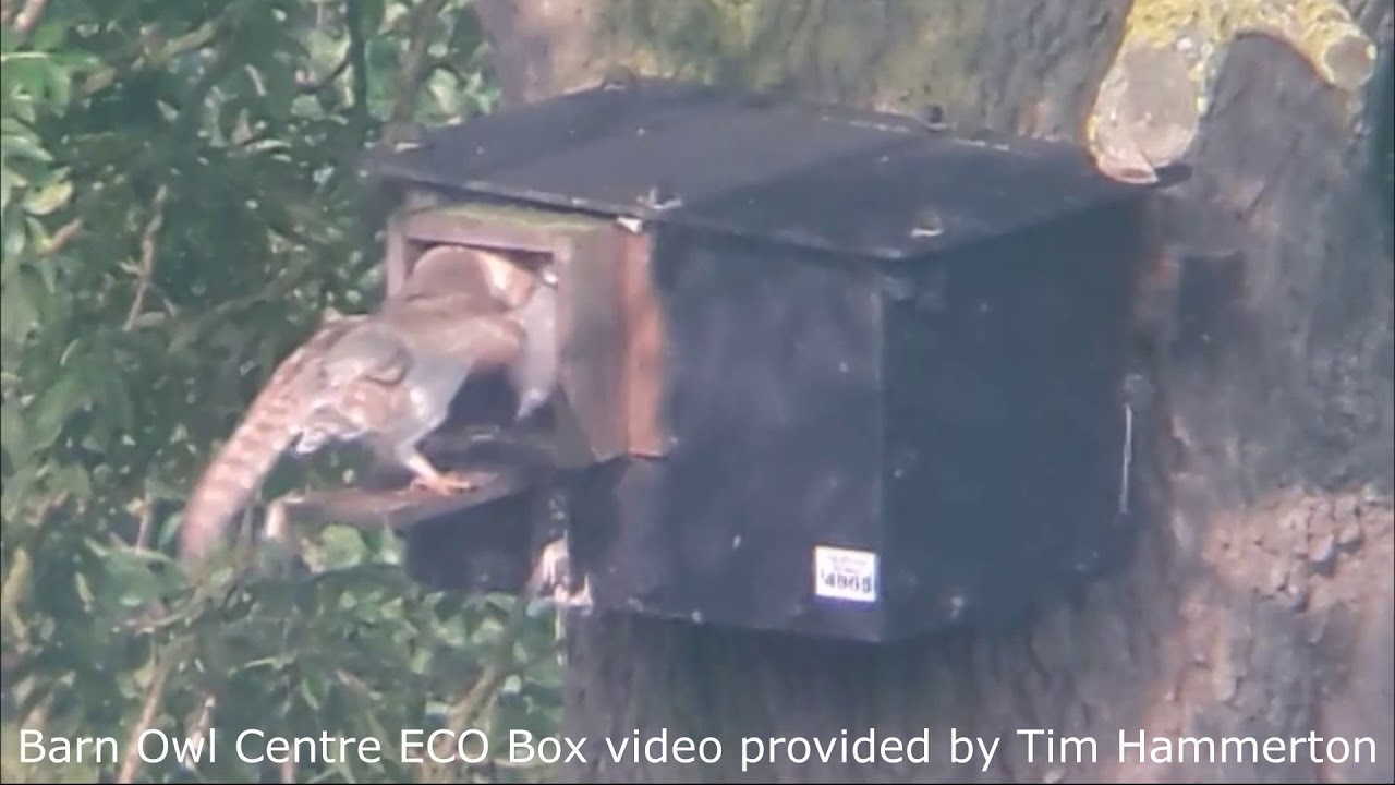 Barn Owl Centre Eco Box Youtube
