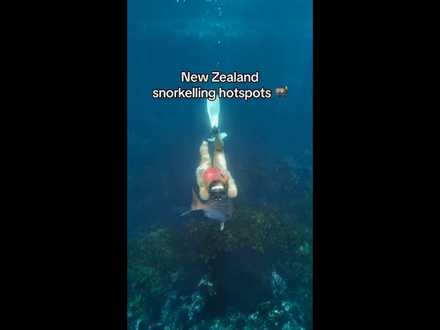 New Zealand snorkelling hotspots