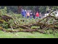 tree cleanup - raw footage