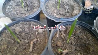 طريقة انبات وزراعة  نواه البلح