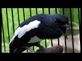 Masteran Burung Kacer Isian Murai Air Cililin Gereja Tarung Dan Kenari Mp3 - Mp4 Download
