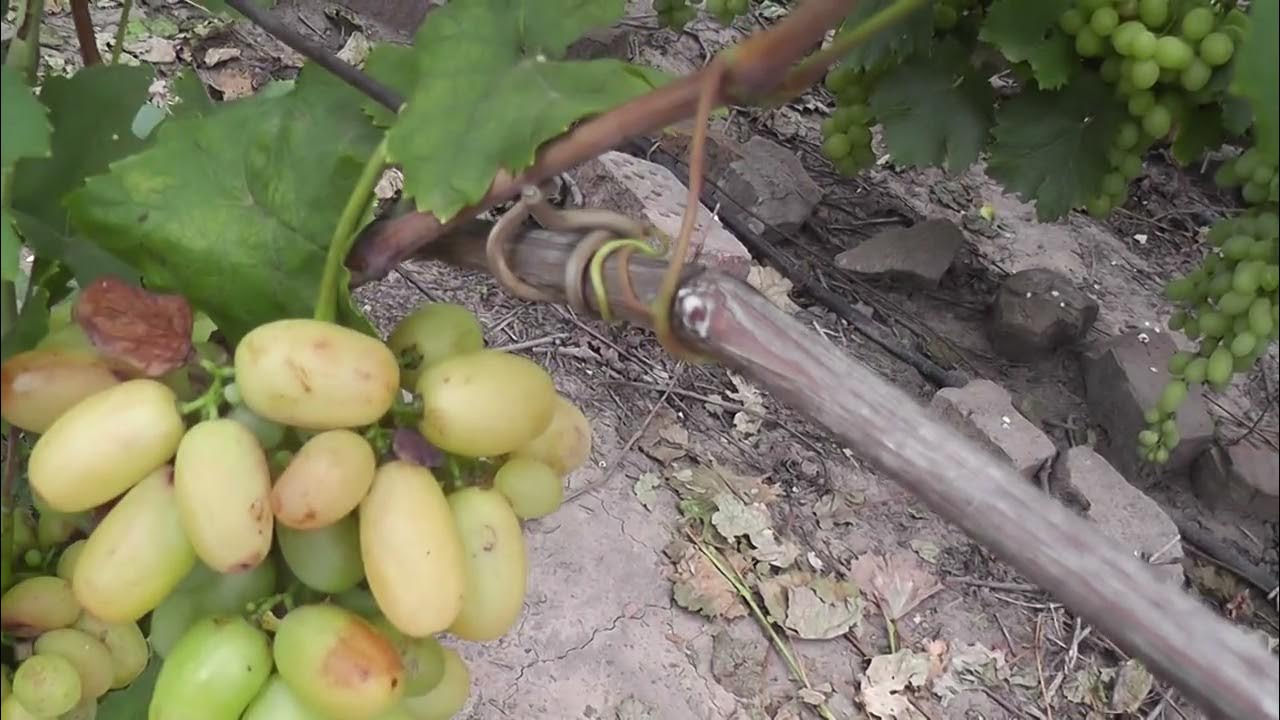 Виноград модница описание сорта фото