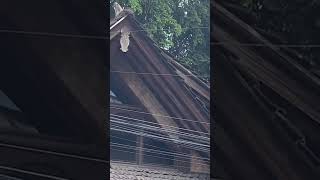 Monkeys are loose in Ubud, Bali! #ubud #monkeys #crazy #retreat #journalinglife
Monkeys are loose in Ubud, Bali! #ubud #monkeys #crazy #retreat #journalinglife Monkeys are loose in Ubud, Bali! #ubud #monkeys #crazy #retreat #journalinglife