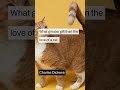 Quiet luxury for pets