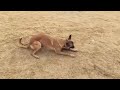 A dog and her ball at dog park