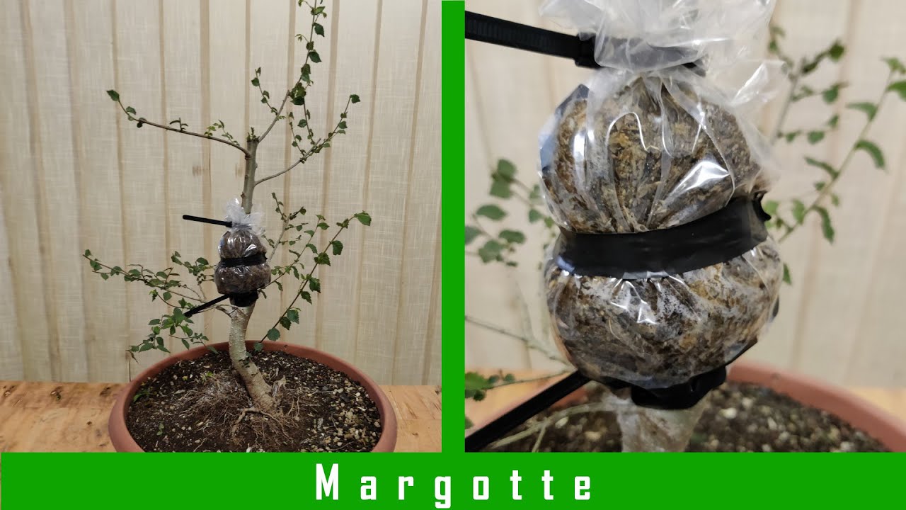 Margotta e Potatura su Olmo Campestre - Yamadori