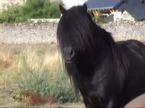 Black horse with long hair - YouTube