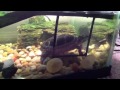 My painted turtle eats crickets part 2