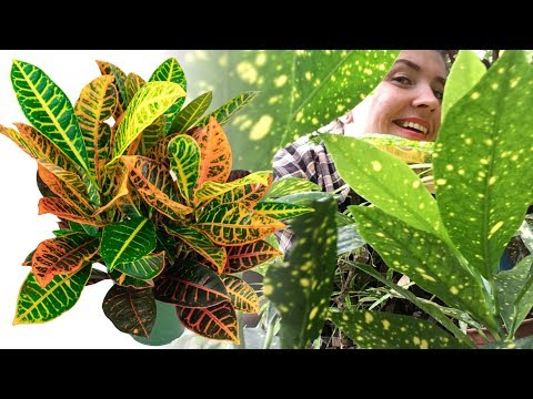 КРОТОН / КОДИЕУМ уход в домашних условиях 🌿 Почему опадают листья?