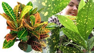 КРОТОН / КОДИЕУМ уход в домашних условиях 🌿 Почему опадают листья?