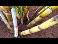 Cana CAIANA GIGANTE plantação do meu quintal - Gemas a venda.